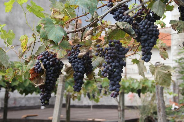 wine tourism getaways in the Rioja